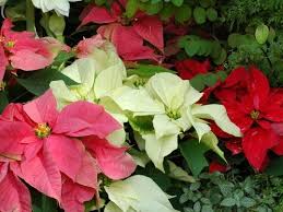 Poinsettia